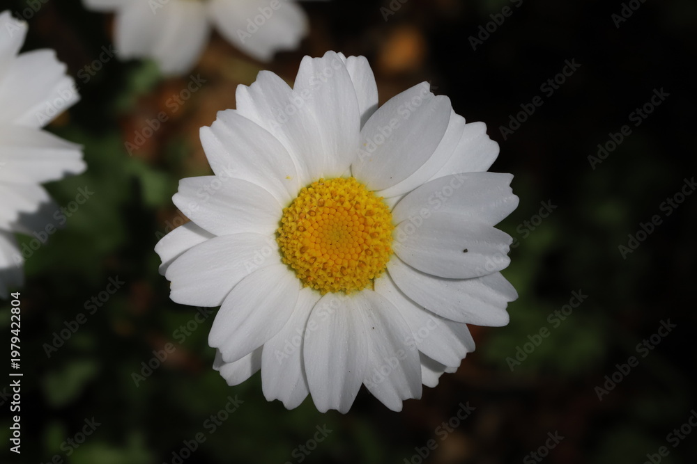 Fototapeta premium 日本の春の庭に咲く白い舌状花とオレンジ色の筒状花のヒナギクの花