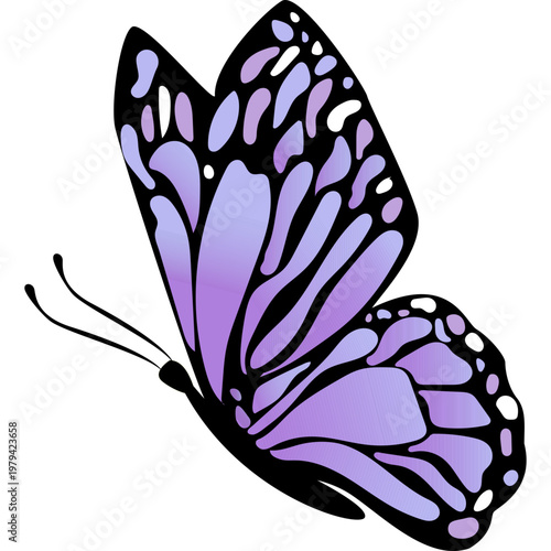 Butterfly Illustration