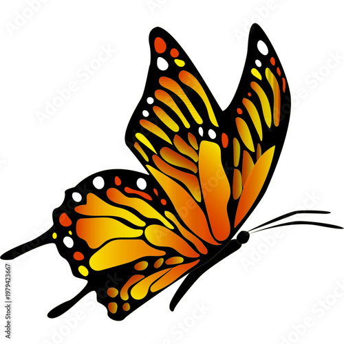 Butterfly Illustration