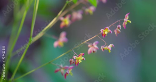 Alpine barrenwort (Epimedium alpinum) in bloom in forest