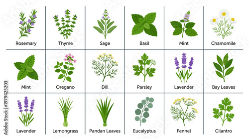 Colorful flat style herbs and aromatic plants icon set. Features rosemary, thyme, sage, basil, mint, oregano, dill, parsley, lavender, bay leaves, lemongrass, eucalyptus, fennel and cilantro.