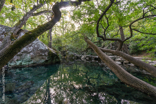 Massandra Park. Pristine forest stream winds through dense vegetation, reflecting tree branches overhead. Moss covers fallen logs beside crystal-clear waters. Yalta, Crimea.