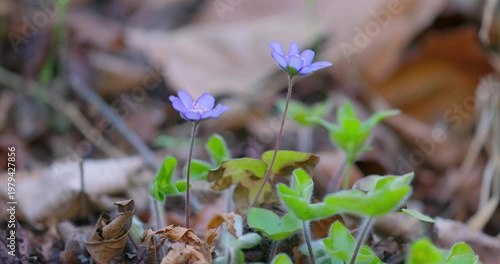 Hepatica nobilis (common hepatica) in bloom on spring forest floor