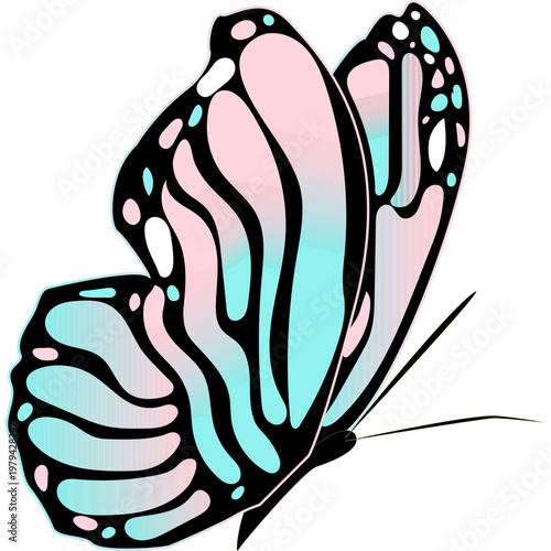 Butterfly Illustration