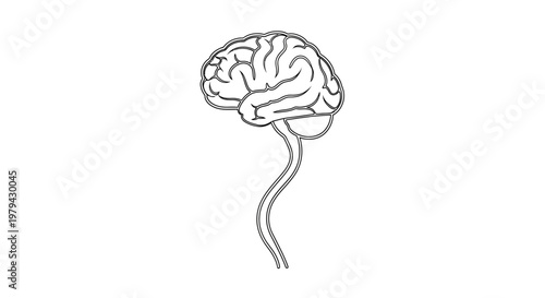 Brain with spinal cord anatomy.
