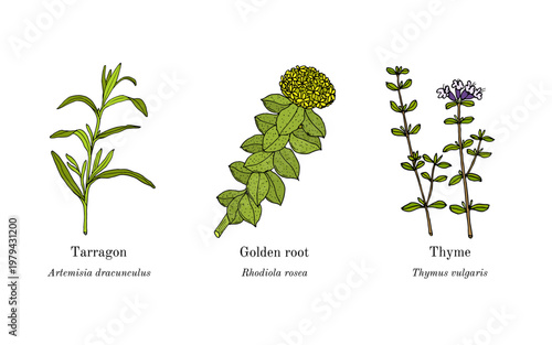 Collection of edible and medicinal plants. Hand drawn botanical vector illustration