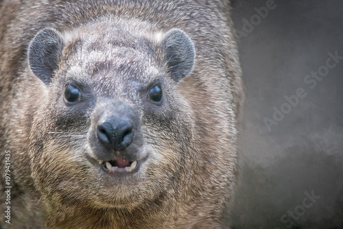 Rock hyrax close up portrait looking at camera with curious expression and copy space