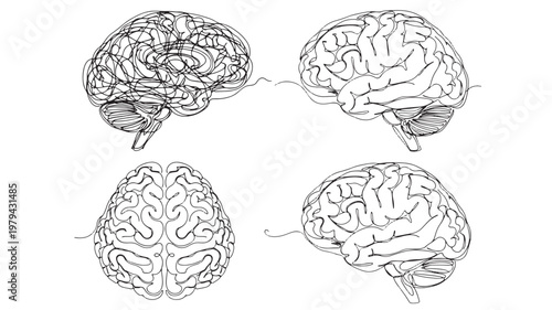 Brain anatomy sketch set with four detailed neuron and cerebral cortex line drawings in black ink on white