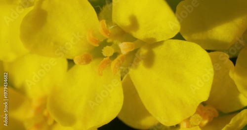 Mountain alyssum (Alyssum montanum subsp. pluscanescens) in bloom