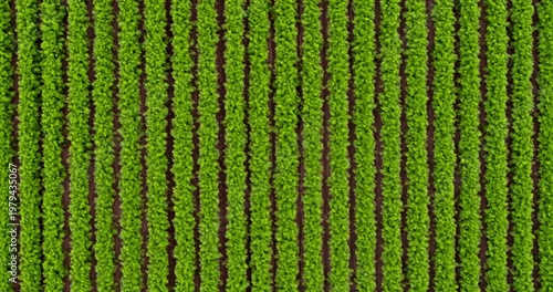 Aerial top down view of green lettuce field plantation