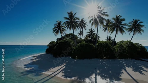 palm trees on the beach