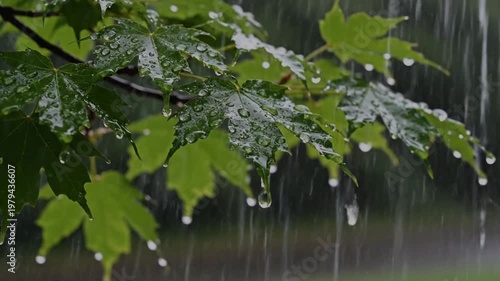 rain drops on leaves