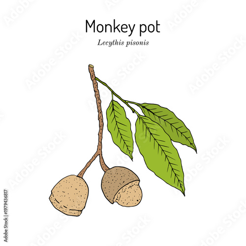 Paradise Nut, or Brazilian Monkey Pot (Lecythis pisonis), edible and medicinal plant. Hand drawn botanical vector illustration