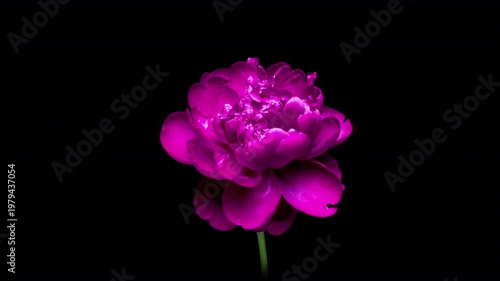Delicate pink peony flower blossoms in time-lapse against a black background. A cinematic and elegant floral scene perfect for romantic, seasonal, or artistic visual themes