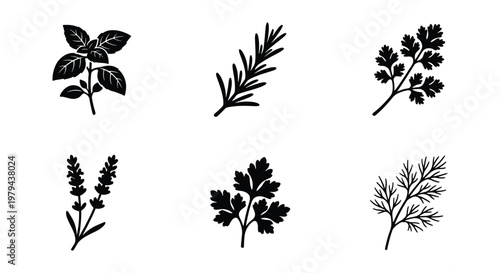 Vintage botanical herb icons set, black silhouette culinary herbs collection, 6 vector illustrations of basil rosemary parsley lavender and dill