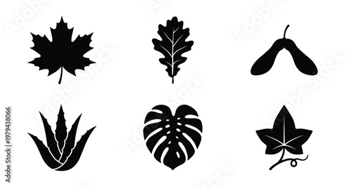 Black leaf silhouette icons set, botanical foliage vector collection of 6 elements, maple oak monstera and ivy leaves for nature branding
