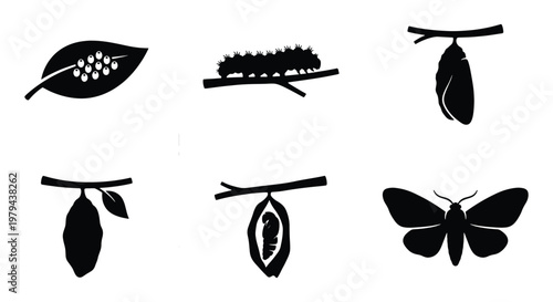 Butterfly life cycle vector icons set, black silhouette metamorphosis stages, caterpillar and cocoon illustrations, 6 nature growth elements