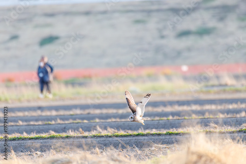 Obraz na płótnie コミミズク, フクロウ科, 夕暮れに農耕地で餌のネズミかモグラを探して飛翔している。 背景に菜の花（からし菜）の群生。 望遠レンズを構えたカメラマンが並んでいる