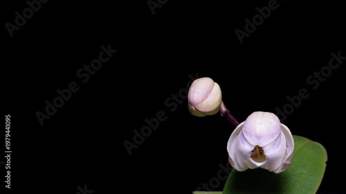 Blooming orchid timelapse with copy space on black background.