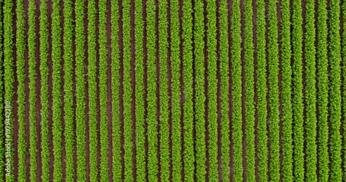Aerial top-down view flying over green agricultural rows
