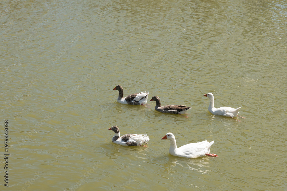 Fototapeta premium Geese swimming together in still river water