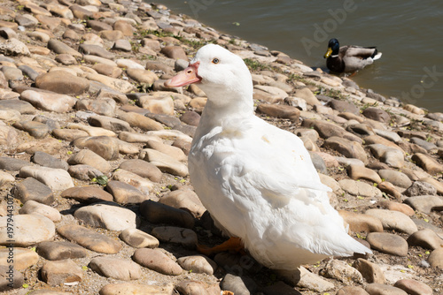 Foto White duck standing on river stones with another duck swimming