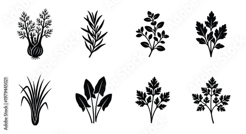 Culinary herbs and spices vector set, 8 black botanical silhouettes of aromatic garden plants, organic leaf icons for kitchen and food packaging