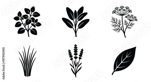 Botanical herb icons set, black culinary plant vectors, organic leaf silhouettes