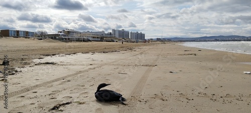 Фотография An environmental disaster in the Black Sea