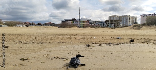 An environmental disaster in the Black Sea. A duck in fuel oil on the seashore in Anapa. Environmental pollution. Animal deaths.