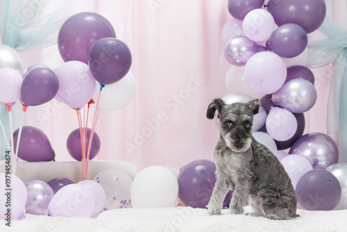 お祝いの風船に囲まれて見上げるミニチュアシュナウザー