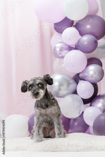 お祝いの風船に囲まれて見上げるミニチュアシュナウザー