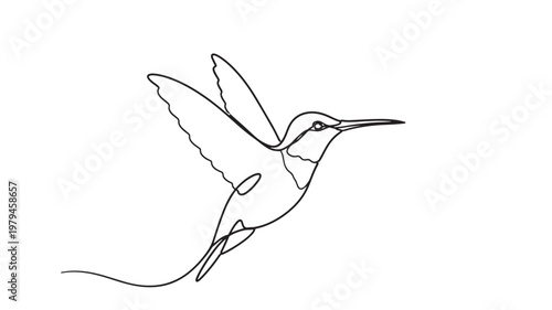 Hummingbird line art drawing with detailed wings and beak, isolated on a clean white background featuring bird, sketch, illustration with wildlife