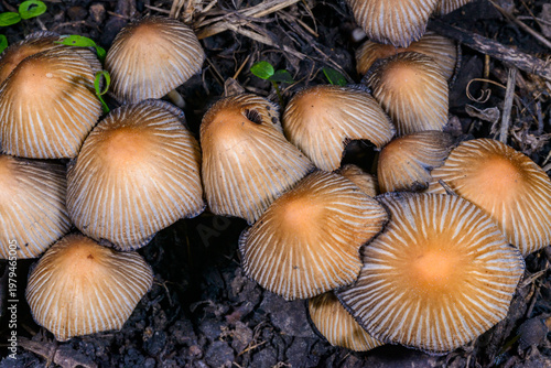 Foto A group of glistening inkcap mushrooms Coprinellus micaceus growing beneath a de