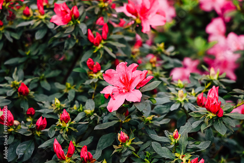 Azalea flowers bloom in a garden during spring season showcasing pink and green colors with buds ready to open