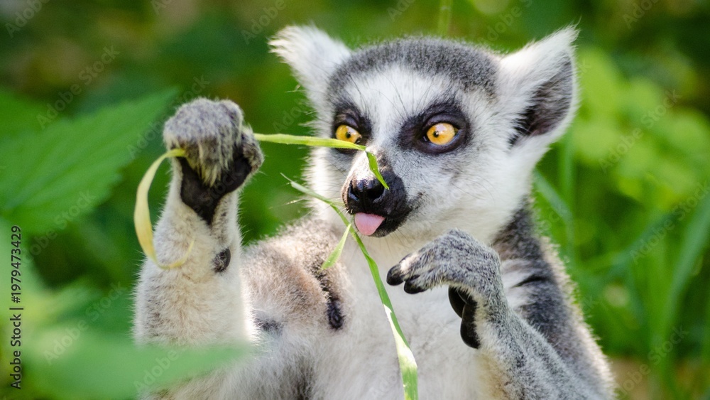 Fototapeta premium Green and White Funny Racoon Meme Desktop Wallpaper 