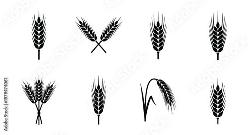 Wheat ear icons set, black cereal grain silhouettes, organic agriculture barley and rye stalks, 8 vector elements for bakery logo design