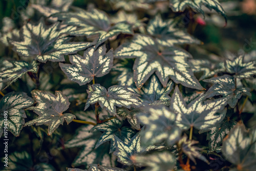 Begonia Rex Leaves With Silver Pattern And Dark Green Veins