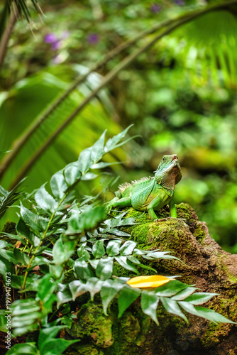 Chinese Water Dragon Sitting On A Mossy Rock In Tropical Jungle