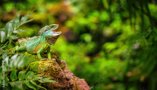 Chinese Water Dragon Sitting On A Mossy Rock In Tropical Jungle