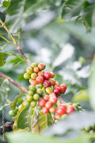 Closed up fresh raw coffee bean in branch over soft blurred natural background, for good quality coffee production and agricultural product concept