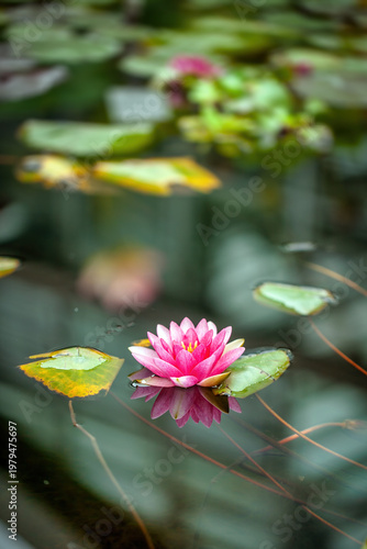 Nymphaea Flower Floating On Still Water With Reflection