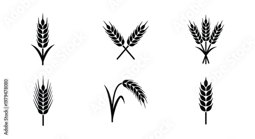Minimalist wheat ear icons set, black cereal grain silhouettes, organic barley and rye stalks vector collection for bakery branding and farm logos
