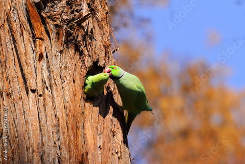ワカケホンセイインコ