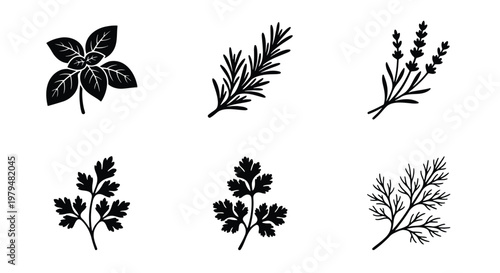 Culinary herbs collection, 6 black vector icons of basil, rosemary, lavender, parsley, cilantro and dill, botanical leaf silhouettes for kitchen branding