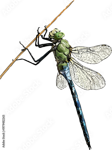 Anax imperator illustration art (3)