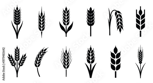 Wheat ear icons set, black cereal grain silhouettes, organic barley and rye stalks vector collection, 12 agricultural plant elements for bakery branding