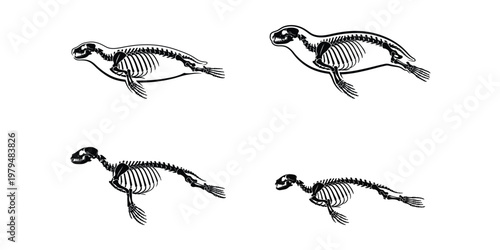 Seal Skeleton Anatomy Silhouette Collection 