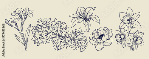 Hand drawn lilies and garden flowers, minimalist botanical plant and petal sketches, organic meadow wildflower and lily doodles, decorative nature blossom and stem icons, artistic outdoor garden folia