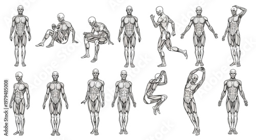 Human anatomy muscle system vector set, 13 detailed male muscular figures in various poses, medical illustration of human musculature for fitness and healthcare education